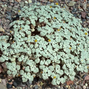 Psathyratos ramosissima, Titus Canyon, Death Valley