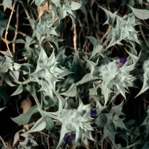 Salvia funerea (Death Valley Sage), Titus Canyon, Death Valley