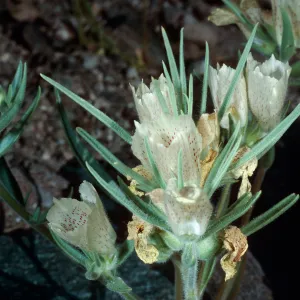 Mohavea confertiflora, Box Canyon, Riverside County