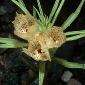 Mohavea confertiflora, Box Canyon, Riverside County