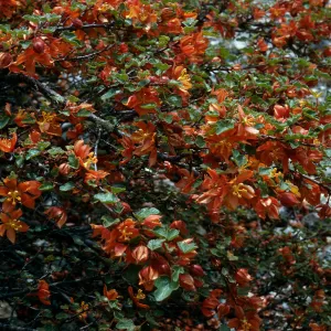 Fremontia californica decumbens, Vine Hill Fremontia, U. C. Berkeley Botanic Garden