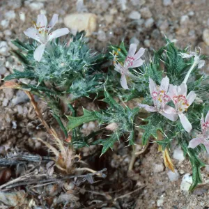 Langloisia matthewsii