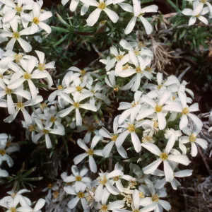 Linanthus nuttallii, head of Wyman Canyon, White Mountains, Inyo National Forest