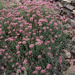 Monardella odoratissima, Wyman Canyon, White Mountains, Inyo National Forest