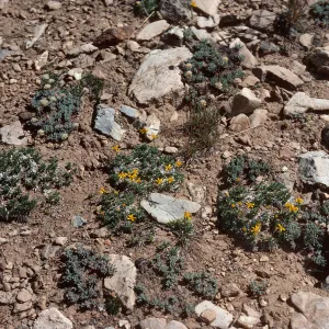 Haplopappus acaulis, Schulman Grove, White Mountains