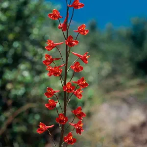 Delphinium cardinale, ruins-East Camino Cielo, Santa Barbara County
