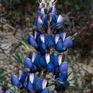 Lupinus benthamii, Gorman Hills, Los Angeles County