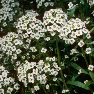 Lobularia maritima, Calle Poniente, Santa Barbara County