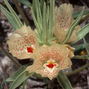 Mohavea confertiflora, Berdoo Canyon Road, Desert Hot Springs, Riverside County