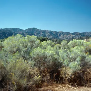 Chrysothamnus nauseosus, Lockwood Valley, Northeastern Ventura county