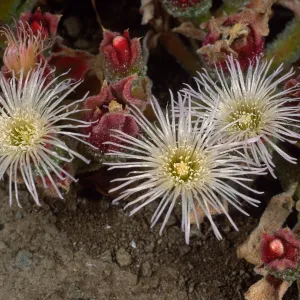 Mesembryanthemum crystallinum, head of North fork of Graveyard Canyon, Santa Barbara Island
