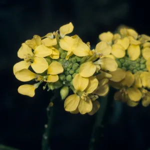 Brassica nigra, Point Lobos, Carmel, Monterey County