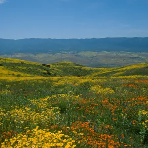 Wildflowers, Caliente Mountains