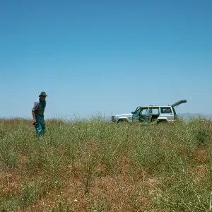 Antirrhinum ovatum, Caliente Ridge, Clif Smith