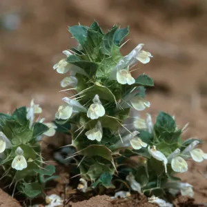 Acanthomintha obovata, Caliente Mt.