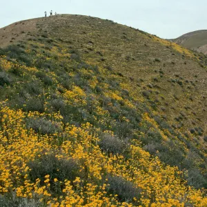 Wildflowers, Temblor Range