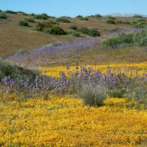 Salvia Carduacea, Thistle Sage, midway on Soda Lake Road