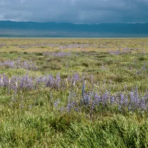 Delphinium parishii, Larkspur, Soda Lake