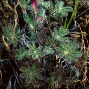Lupinus concinnus, Santa Catalina Island