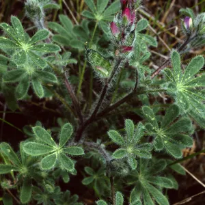 Lupinus concinnus, Santa Catalina Island