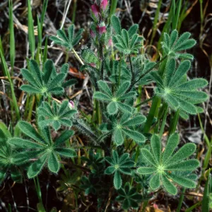 Lupinus concinnus, Santa Catalina Island