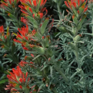 Castilleja foliolosa, Santa Catalina Island