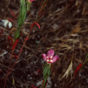 Clarkia, Santa Catalina Island