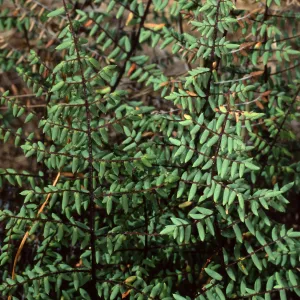 Pellaea mucronata, Santa Catalina Island