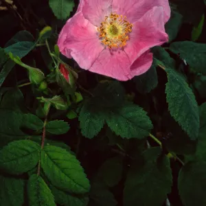 Rosa californica, Santa Catalina Island