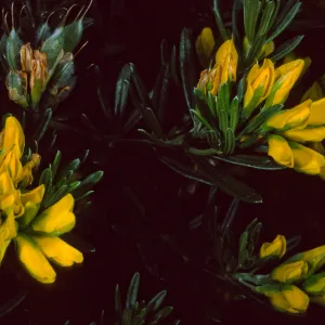 Genista linifolia, Santa Catalina Island