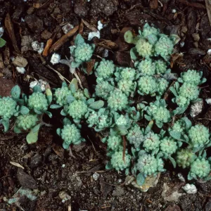 Psilocarpinus tenellus, Santa Catalina Island