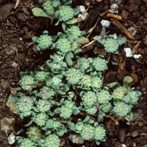 Psilocarpinus tenellus, Santa Catalina Island