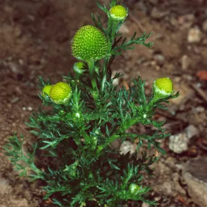 Matricaria, Santa Catalina Island