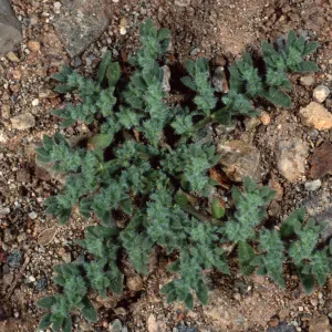 Herniaria, Santa Catalina Island