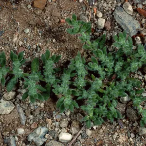 Herniaria, Santa Catalina Island