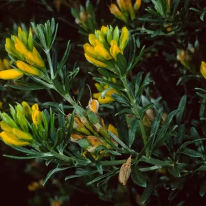 Genista linifolia, Santa Catalina Island
