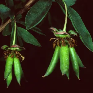 Crossosoma californicum, Santa Catalina Island