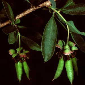 Crossosoma californicum, Santa Catalina Island
