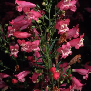 Penstemon, Santa Barbara Botanic Garden