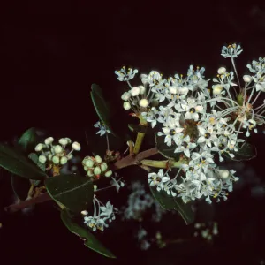 Ceanothus megacarpus insularis, Santa Barbara Botanic Garden