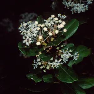 Ceanothus megacarpus insularis, Santa Barbara Botanic Garden