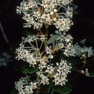 Ceanothus megacarpus insularis, Santa Barbara Botanic Garden
