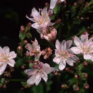 Munzothamnus blairii, SBBG