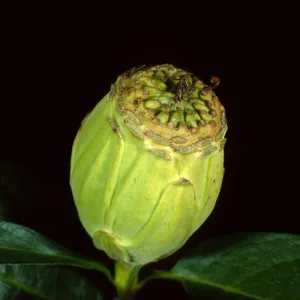 Calycanthus occidentalis, Santa Barbara Botanic Garden