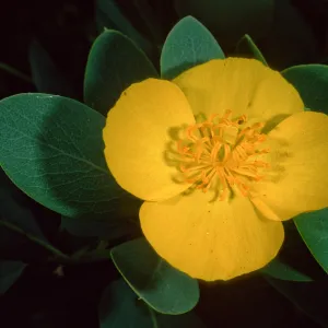 Dendromecon harfordii, Santa Barbara Botanic Garden