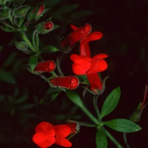 Gambelia speciosa, Santa Barbara Botanic Garden