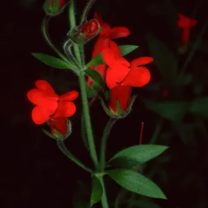Gambelia speciosa, Santa Barbara Botanic Garden
