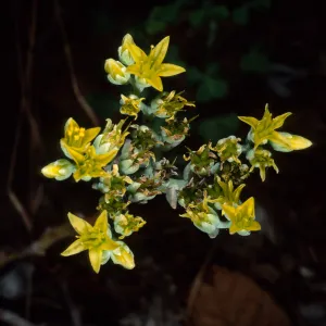 Dudleya traskiae, Santa Barbara Botanic Garden