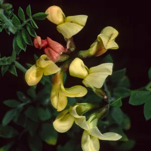 Lotus grandiflorus, Santa Barbara Botanic Garden