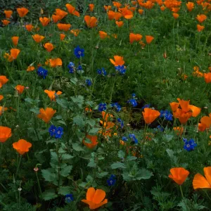 Phacelia, Eschscholzia, Santa Barbara Botanic Garden, meadow